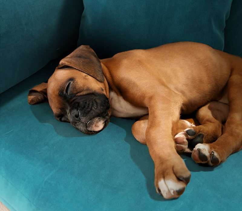 Dog sleeping on sofa